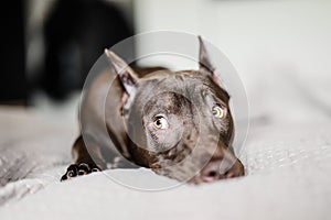 Pit bull dog rests on the bed and looks cute with his eyes