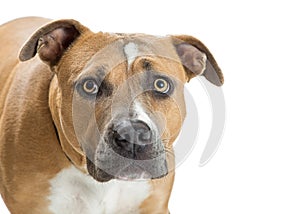 Pit Bull Dog With Scared Expression photo