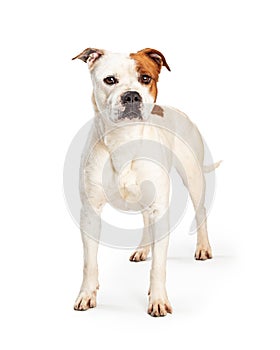 Pit Bull Dog Standing Over White