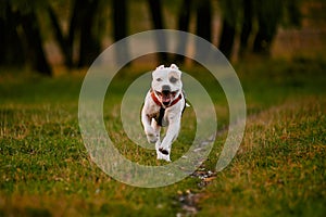Pit bull dog on a walk. Runs fast