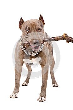 Pit bull gnaws a stick photo