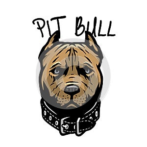 Pit bull head with a collar. Vector illustration.