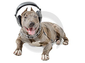 Pit bull in headphones