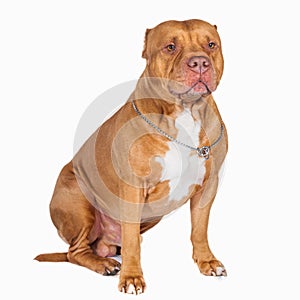 Pit bull isolated. Dog portrait