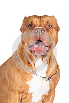 Pit bull isolated. Dog portrait