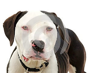 Pit bull isolated on white