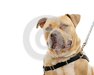 Pit bull isolated on white