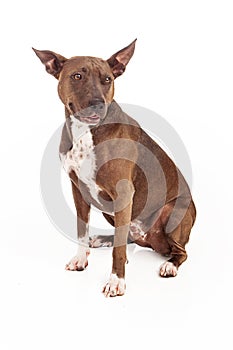 Pit Bull Mix Dog Happy