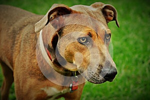 Pit bull mix dog outdoors