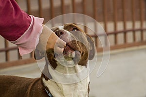 Pit Bull Mix rescue dog during training in a rescue facility