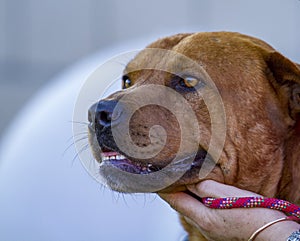 Pit Bull Mix rescue dog during training in a rescue facility