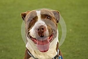 Pit Bull Mix rescue dog during training in a rescue facility