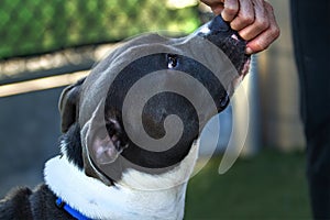 Pit Bull Mix rescue dog during training in a rescue facility