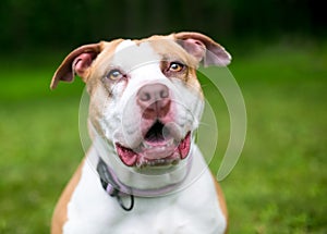 A Pit Bull mixed breed dog looking upward