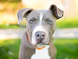 A Pit Bull mixed breed puppy looking at the camera