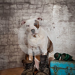 Pit Bull Mixed Breed Puppy With Welders Glasses and Work Boots