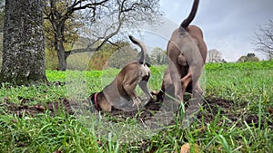 Pit bull and mongrel dig holes in the ground in nature. Teamwork.