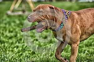 Pit bull plays with a stick