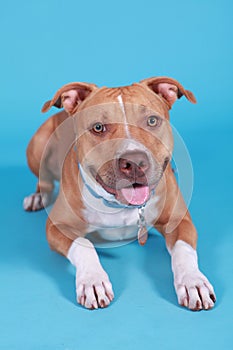 Pit Bull Portrait