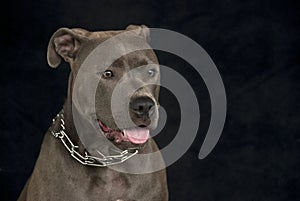 Pit Bull Portrait