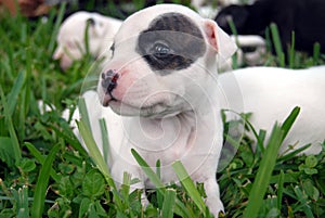 Pit Bull Puppies