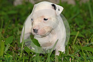 Pit Bull Puppy