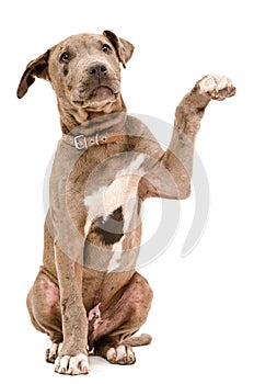 Pit bull puppy sitting with a raised paw