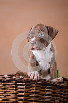 Pit bull puppy sweet