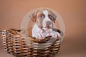 Pit bull puppy sweet