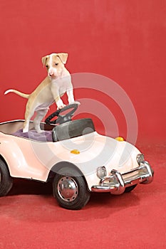 Pit bull puppy at the wheel