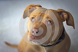 Pit Bull Red Nosed Staffordshire Terrier Portrait