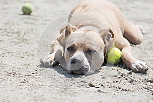 Pit Bull Resting with Tennis Ball in Sand. San Diego Dog Beach. California.