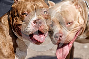 Pit bull is a service breed of dog