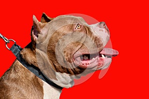 Pit bull is a service breed of dog