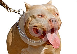 Pit bull is a service breed of dog