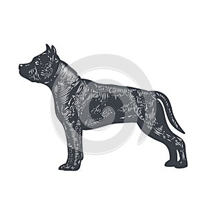 Pit bull silhouette, engraved style vector