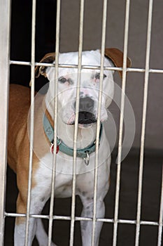 Pit bull sits in his cage