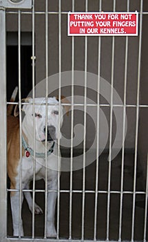 Pit bull sits in his cage at the animal shelter