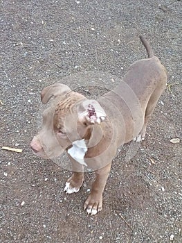 Pit bull standing as instructed