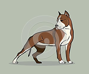Pit Bull Terrier photo