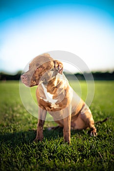 Pit Bull Terrier