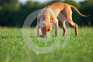 Pit Bull Terrier