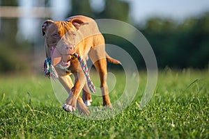 Pit Bull Terrier