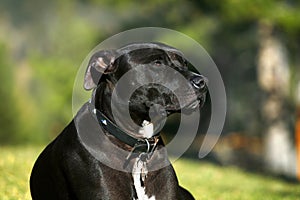 Pit Bull Terrier photo