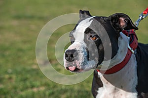 Pit Bull Terrier