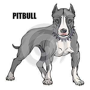 Pit bull terrier, american pit bull, pet logo, dog pitbull, colored pets for design, colour illustration suitable as logo or team