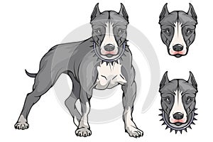 Pit bull terrier, american pit bull, pet logo, dog pitbull, colored pets for design, colour illustration suitable as logo or team