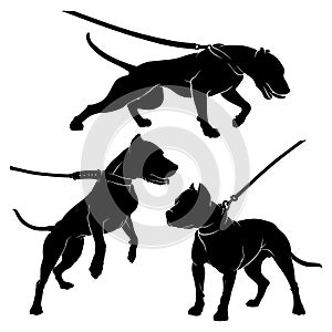 Pit Bull Terrier with a collar. Dog on a leash. Silhouette. Vector illustration on a white background.