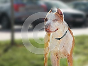 Pit bull terrier, dog breed in nature, outdoor