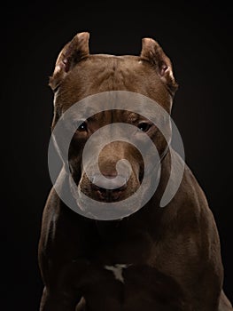 Pit Bull Terrier dog on a dark background. Portrait of a pet in the studio. Serious animal